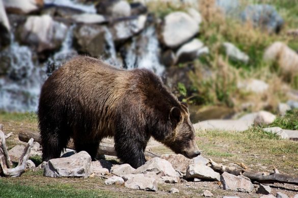 Parco nazionale di Yellowstone