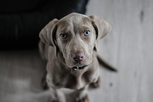 Come riconoscere le pulci sul cane