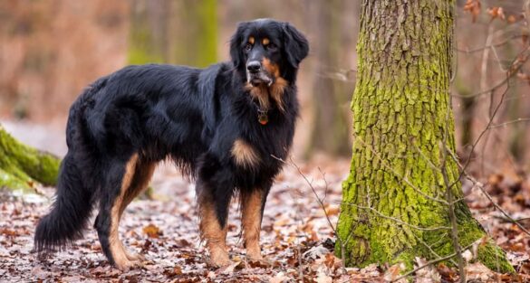 cane di razza Hovawart
