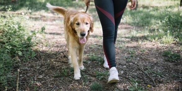 cani con insufficienza renale